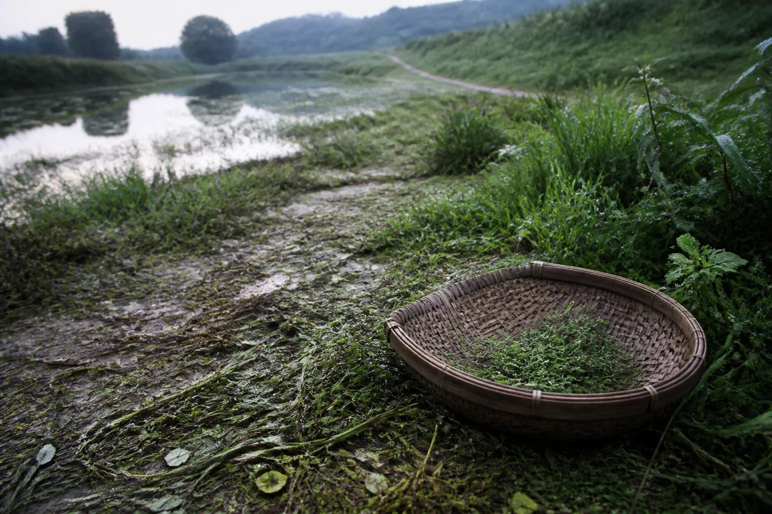 清晨湿草地上,一只浅口筐只装着少量卷耳,草茎留下反复采摘的痕迹,一条远路从画面深处延伸出去。画面对应《周南·卷耳》的怀远意象,不复原具体人物身份或历史事件。