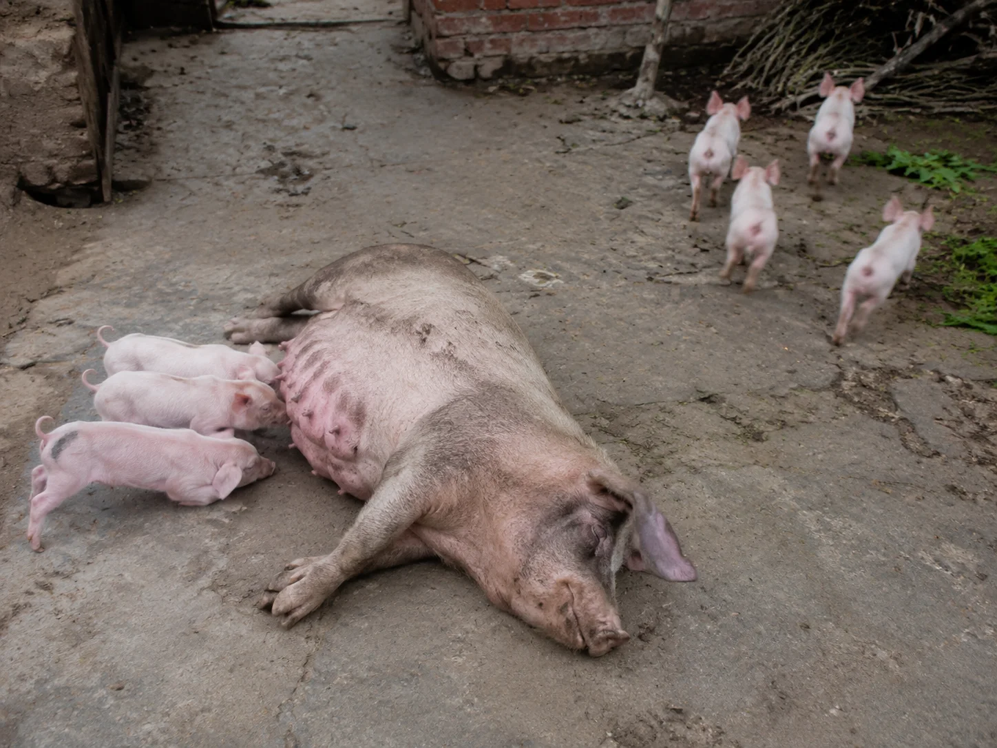 农家院落里一只死去的母猪躺在地上。起初几只小猪还在拱着吃奶,然后突然惊觉——母亲不在了,那个"使其形者"已经走了——全部惊恐地跑开。"所爱其母者,非爱其形也,爱使其形者也。"小猪爱的是驱动母亲形体的那个东西,不是形体本身。形体还在,但"使其形者"走了,形体就变成了空壳。
